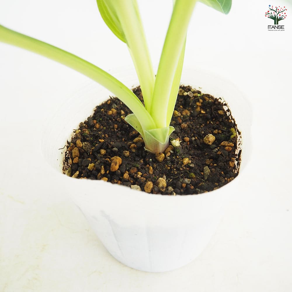 ホスタ(ギボウシ) ポールスグローリー 【花苗 3.5号】｜ 【植物の