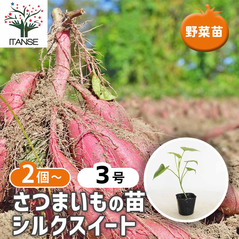 さつまいもの苗 シルクスイート2個～ 【野菜の苗 3号】｜ 【植物の
