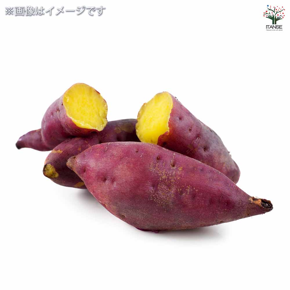 さつまいもの苗 シルクスイート2個～ 【野菜の苗 3号】｜ 【植物の