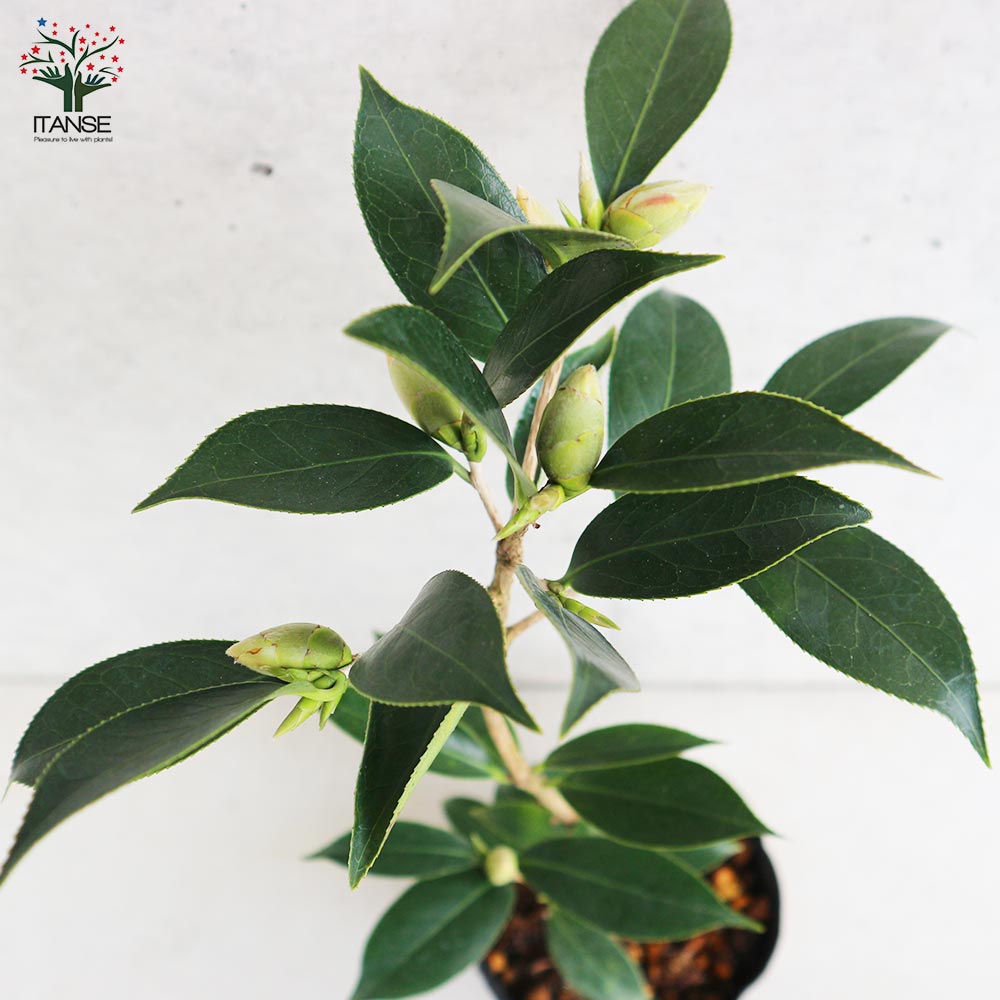 椿(ツバキ)の苗木 品種:覆輪侘助(フクリンワビスケ) 【庭木 4号ポット