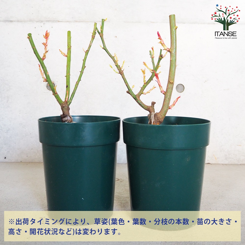 薔薇苗 マティアス クラウディウスローズ 接木【花苗 6号鉢／1個売り