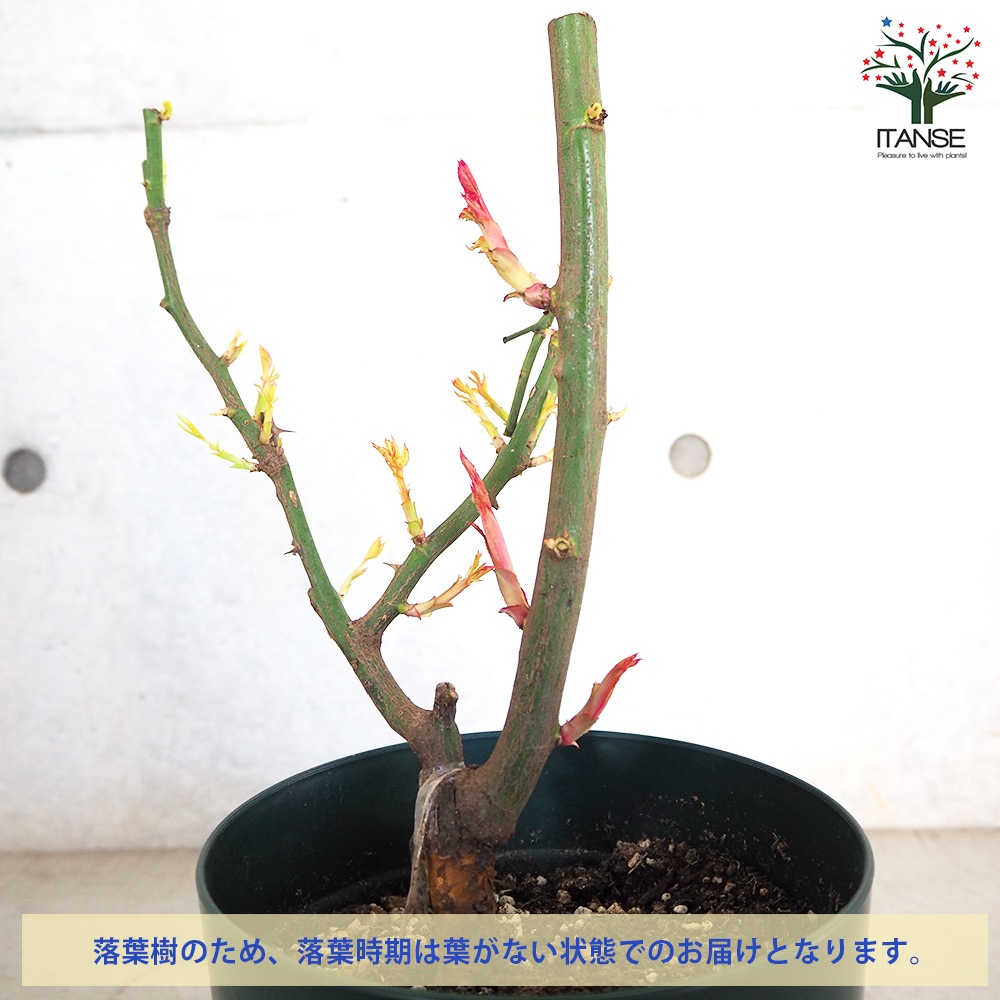 薔薇苗 マティアス クラウディウスローズ 接木【花苗 6号鉢／1個売り】