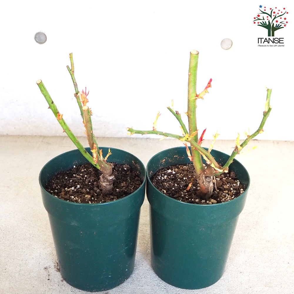 薔薇苗 マティアス クラウディウスローズ 接木【花苗 6号鉢／1個売り】