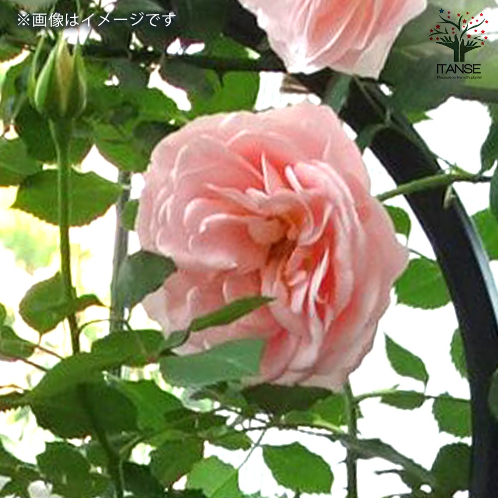 薔薇苗 マティアス クラウディウスローズ 接木【花苗 6号鉢／1個売り】