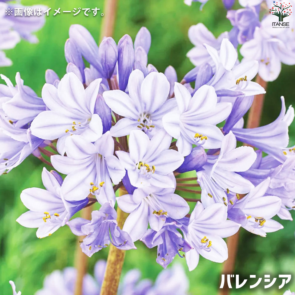 デラックス様　アガパンサス　5種セット デラックス様 アガパンサス 5種セット Amazon.co.jp