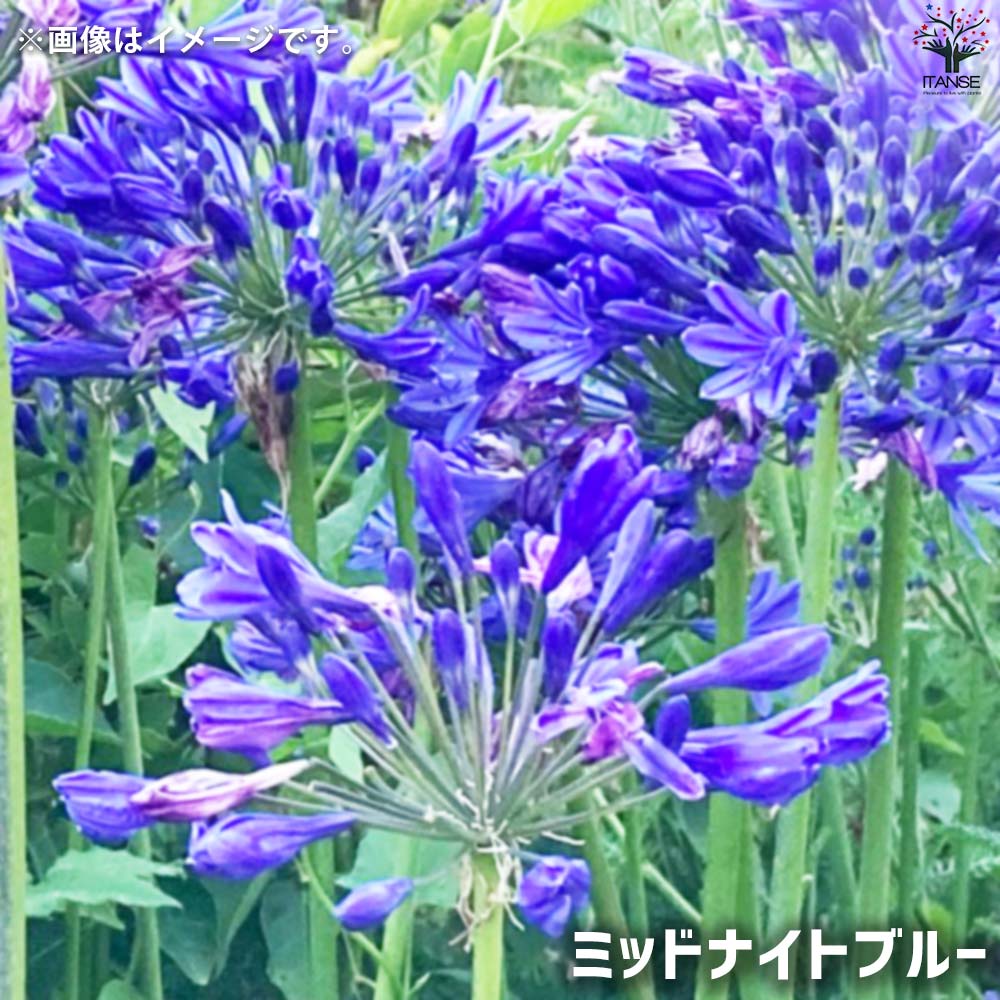 アガパンサス 5品種各1個セット 【花苗 4号ポット／お買い得5個