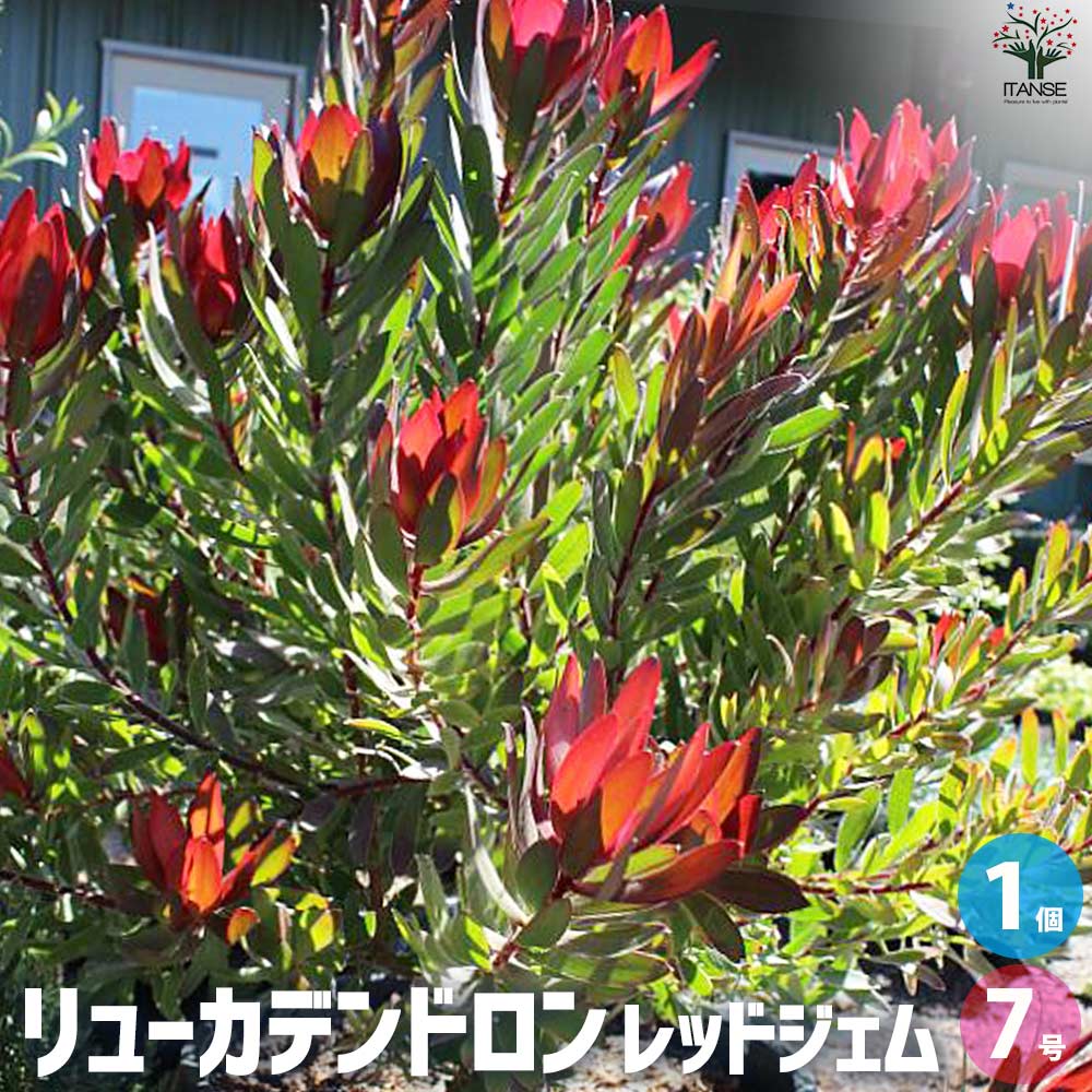 リューカデンドロン レッドジェム【花苗 7号鉢／1個売り】｜ 【植物の
