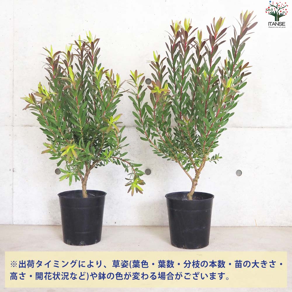 リューカデンドロン レッドジェム【花苗 7号鉢／1個売り】｜ 【植物の