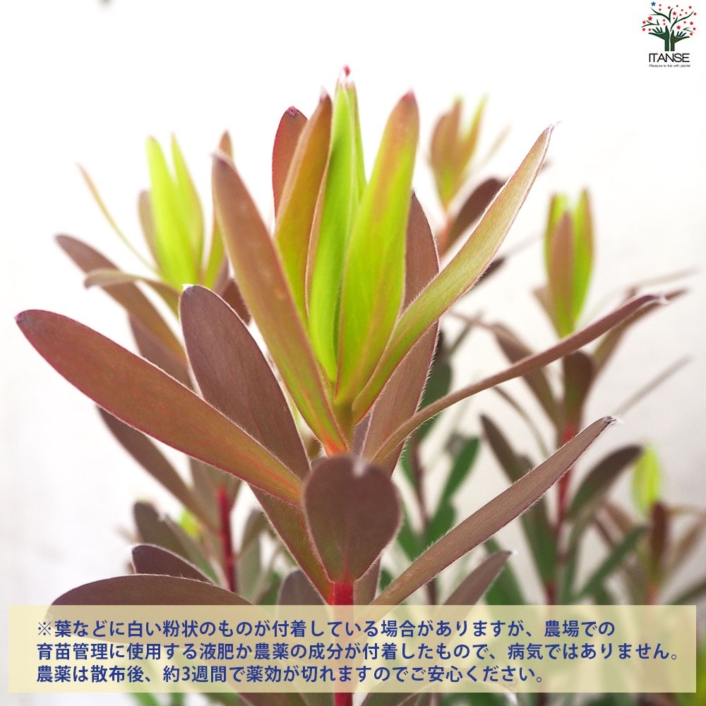 リューカデンドロン レッドジェム【花苗 7号鉢／1個売り】｜ 【植物の