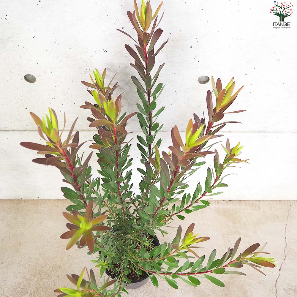 リューカデンドロン レッドジェム【花苗 7号鉢／1個売り】｜ 【植物の