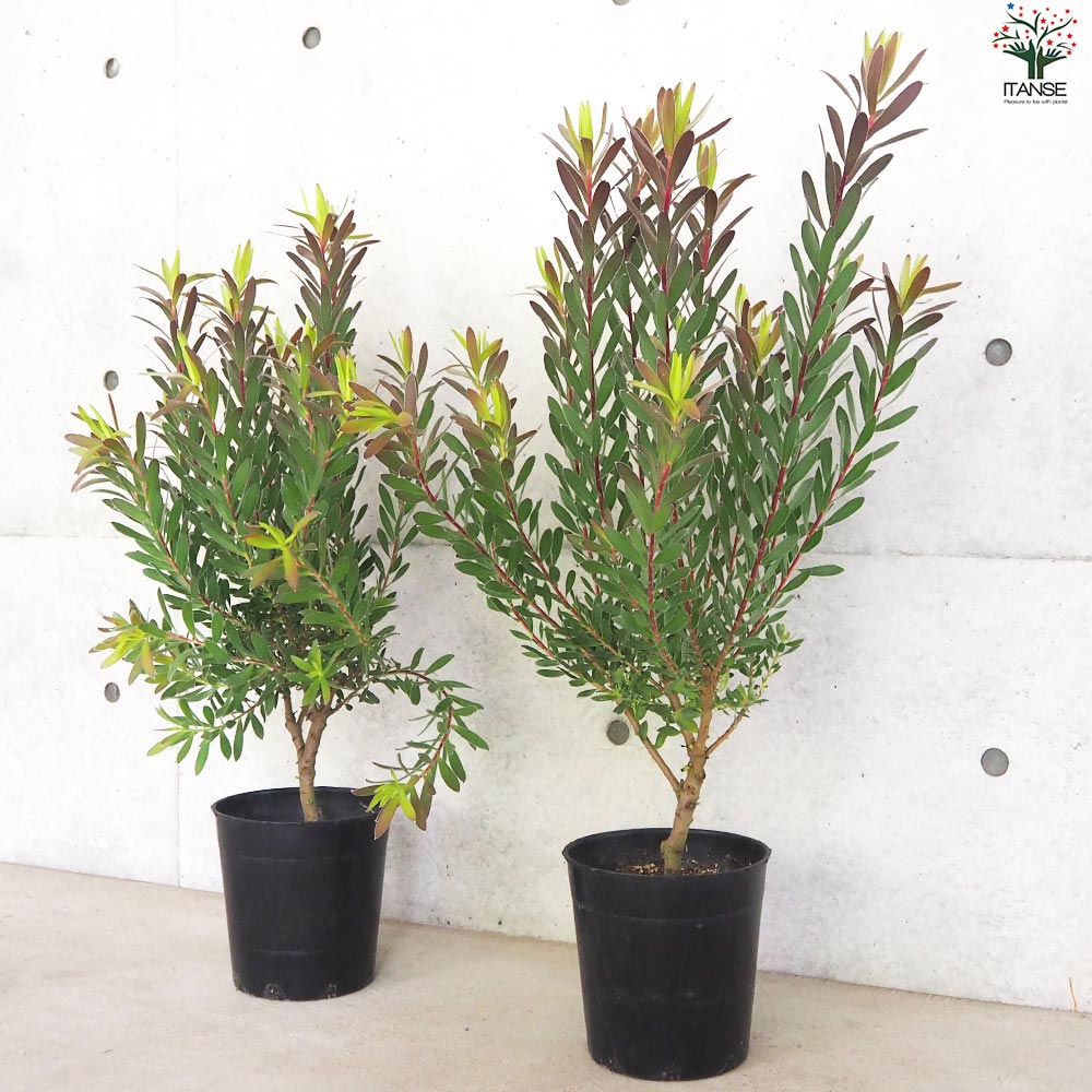 リューカデンドロン レッドジェム【花苗 7号鉢／1個売り】｜ 【植物の