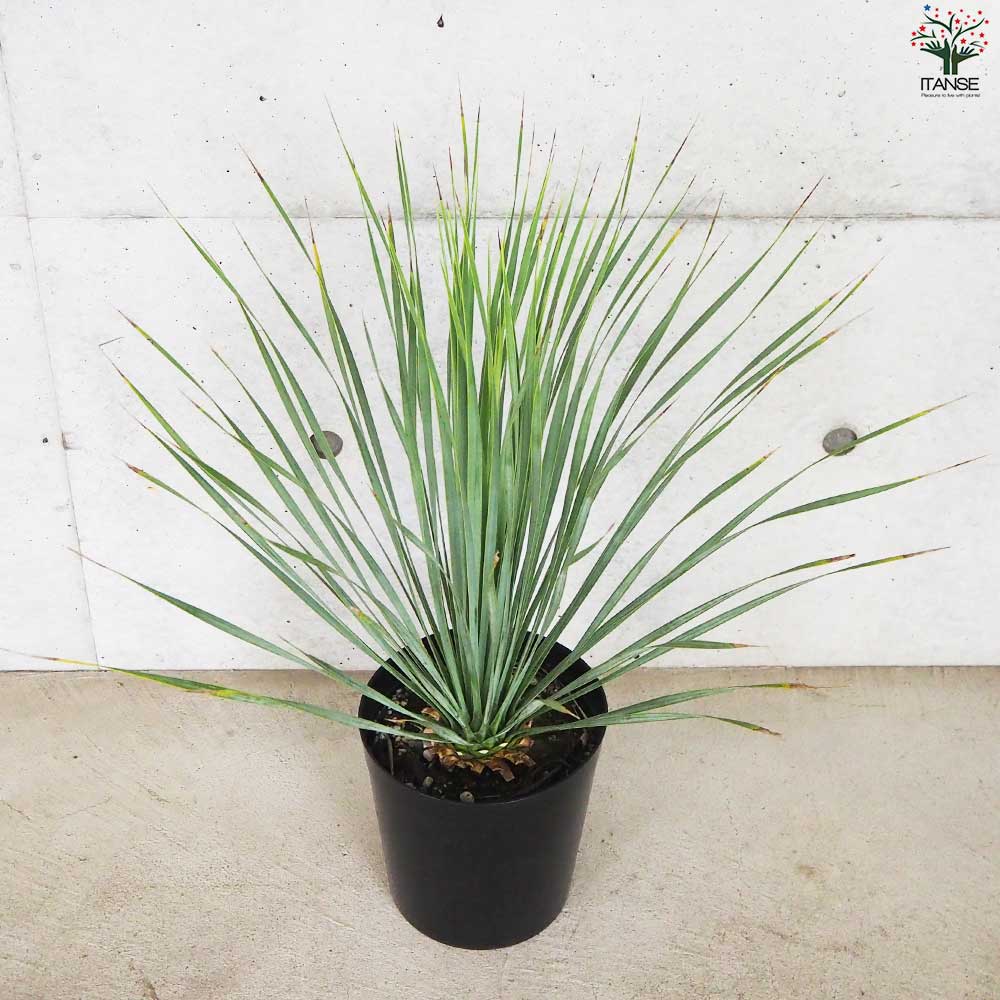 ユッカ ロストラータ【観葉植物 6号鉢／1個売り】｜ 【植物の