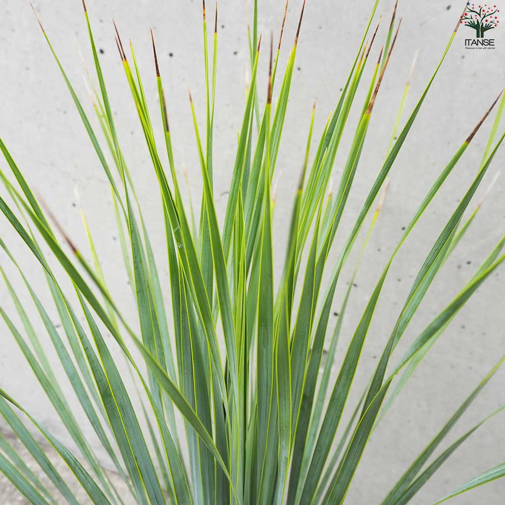 のんじ　1点物で葉も綺麗なユッカ・ロストラータ ユッカ ロストラータ【観葉植物 6号鉢／1個売り】｜ 【植物の