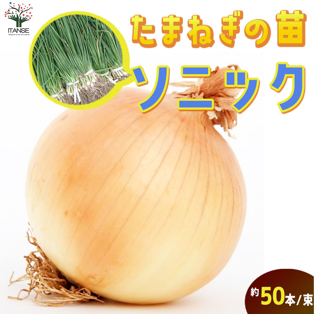 玉ねぎ抜き苗 品種：ソニック(早生) 【野菜の苗 約50本／束】