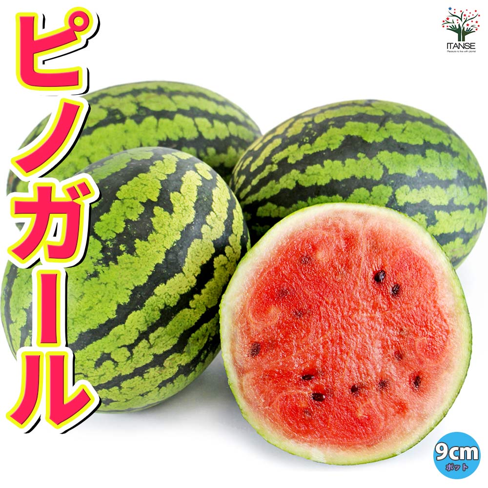 小玉スイカ ピノ・ガール2個～【自根苗9cmポット】