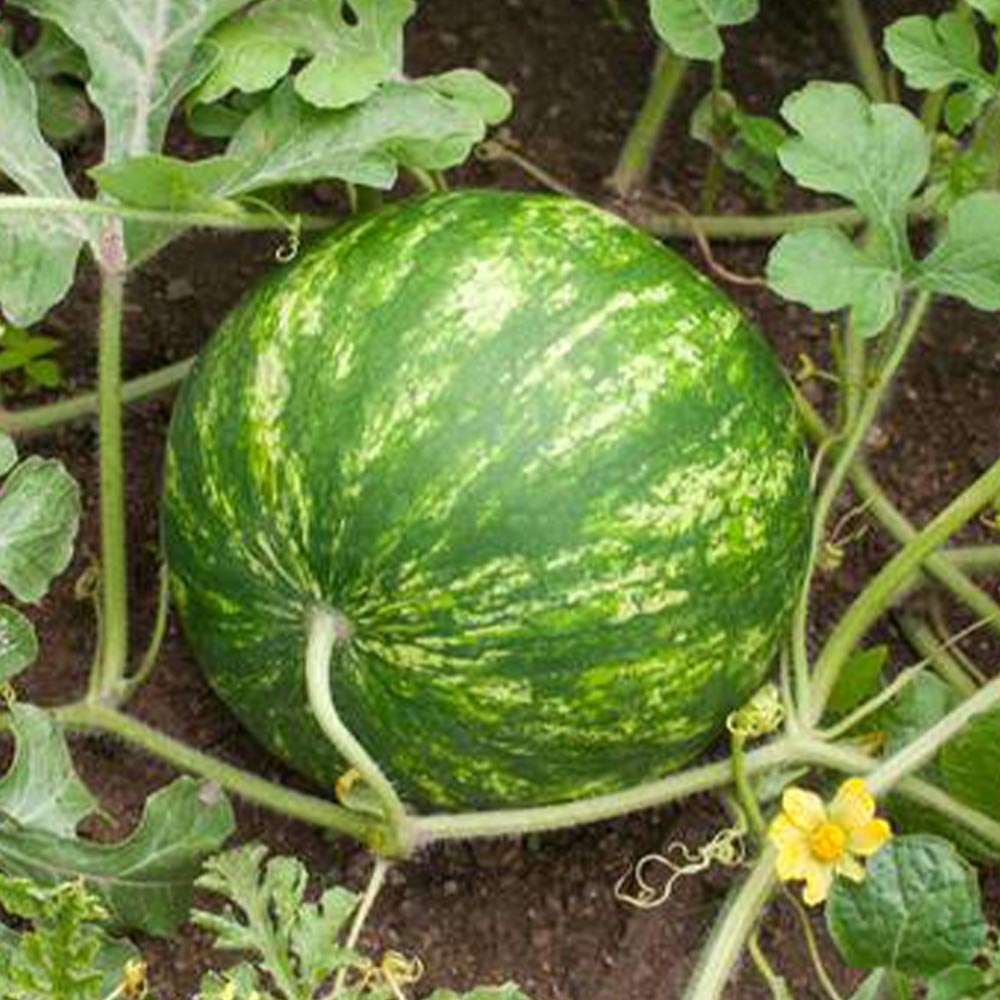 ２・神奈川県・echowu1110・ピノガール 2・神奈川県・echowu1110・ピノガール Amazon.co.jp: B-TOPAZ