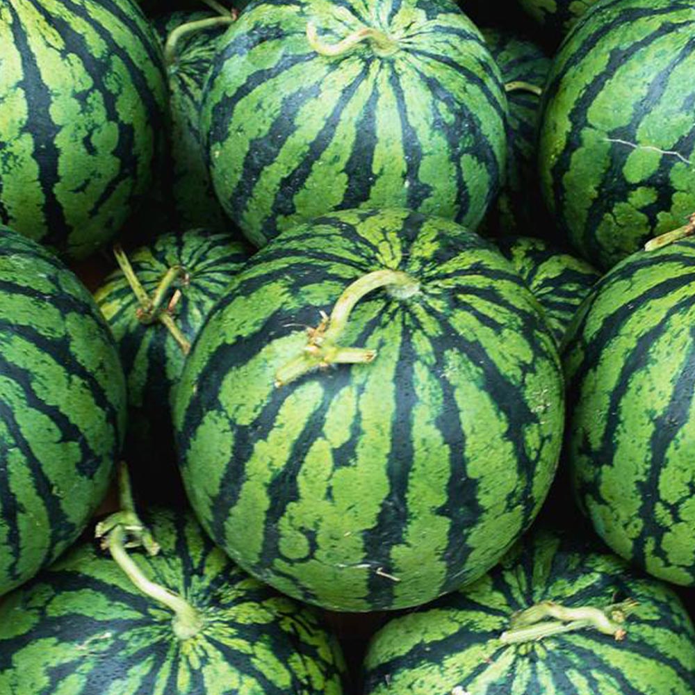 小玉スイカ ピノ・ガール2個～【自根苗9cmポット】