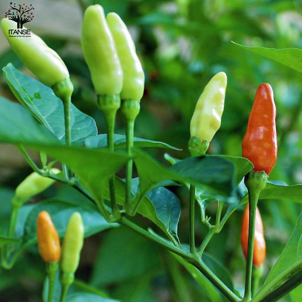 とうがらしの苗 ハラペーニョ、タバスコ、沖縄島とうがらし／辛味とうがらしの苗 お得3種3個セット【野菜の苗 10.5cmポット 自根苗】