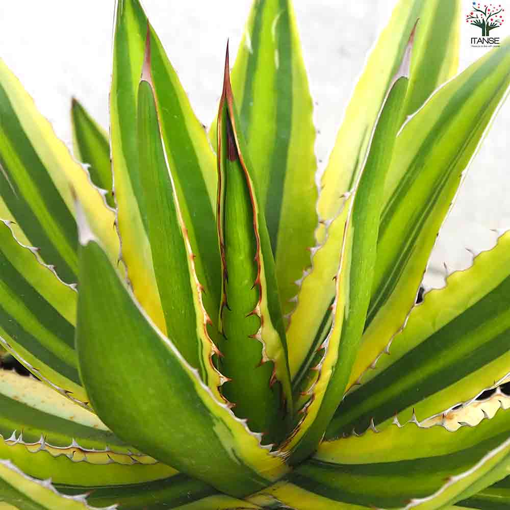 アガベ 五色万代(斑入) 【多肉植物 7号鉢／1個売り】｜ 【植物の