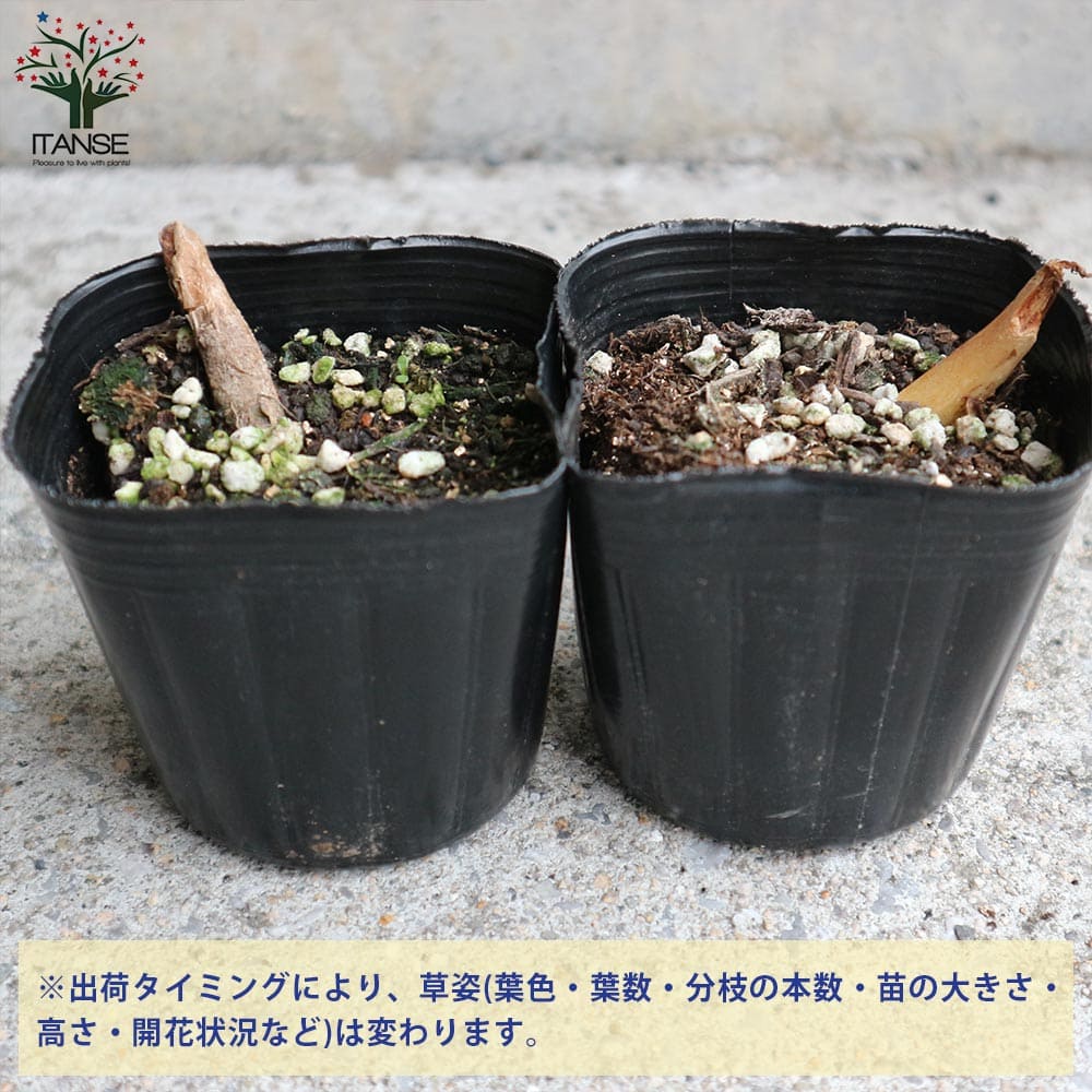 日本カタクリ 芽出し苗【花苗 3号ポット】｜ 【植物のITANSE