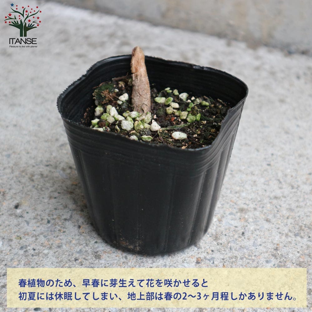 日本カタクリ 芽出し苗【花苗 3号ポット】｜ 【植物のITANSE