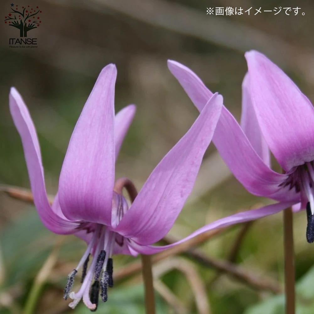 日本カタクリ 芽出し苗【花苗 3号ポット】｜ 【植物のITANSE