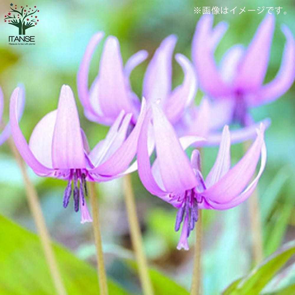 日本カタクリ 芽出し苗【花苗 3号ポット】｜ 【植物のITANSE