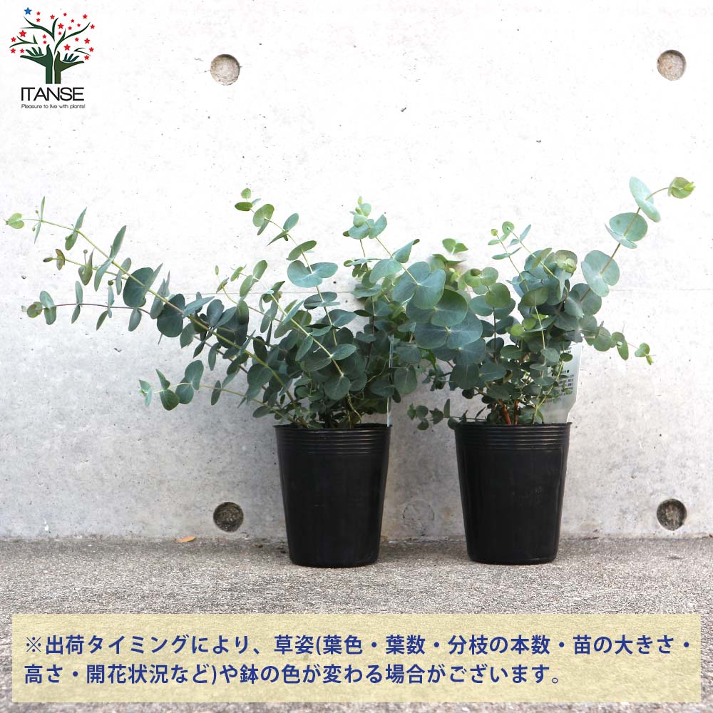 ユーカリ シルバーダラー【花苗 3.5号ポット苗】｜ 【植物の