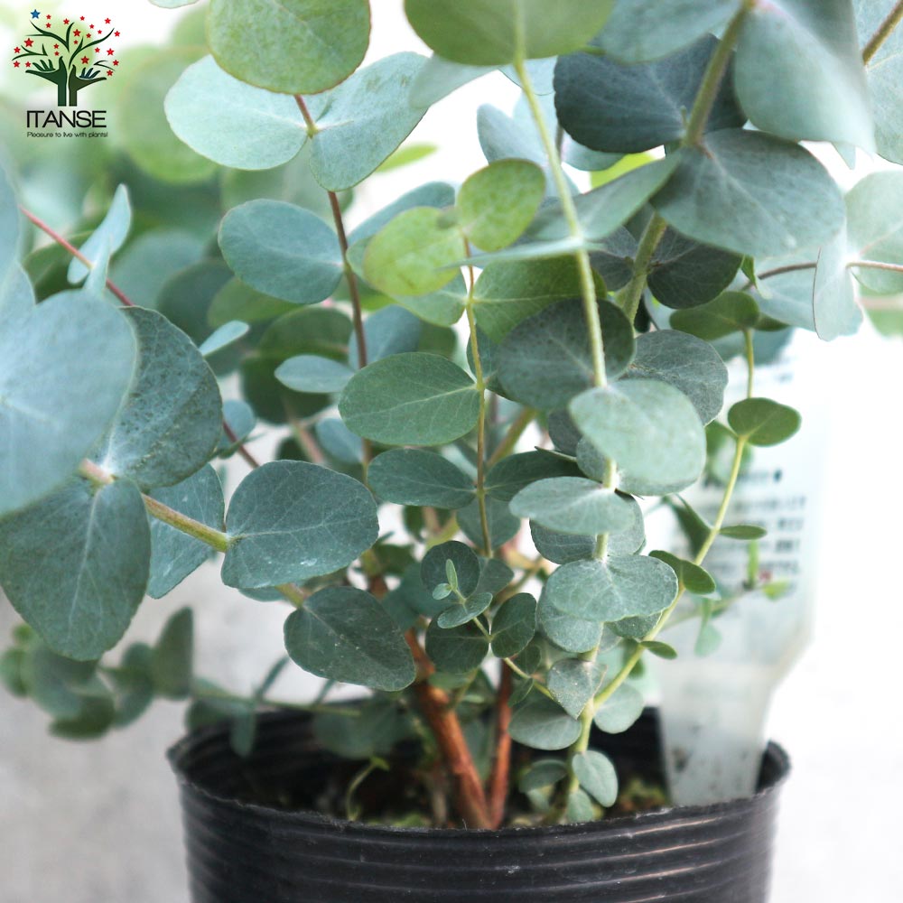 ユーカリ ポポラス苗 大型 155㎝❗ 10号 優良株 ❗シルバーブルー 美形 ユーカリ ポポラス苗 大型 155㎝❗ 10号 優良株 ❗シルバーブルー 美形