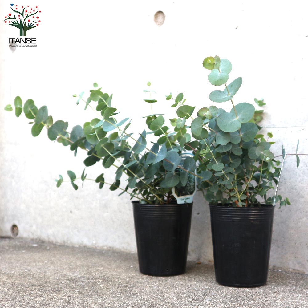 ユーカリ シルバーダラー【花苗 3.5号ポット苗】｜ 【植物の