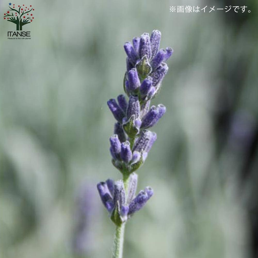 ラベンダーの苗 シルバーサンド【ハーブの苗 3.5号ロングポット苗