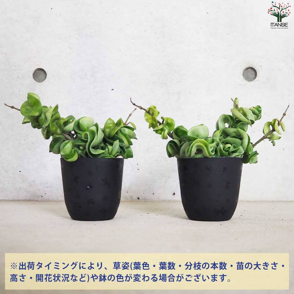 804 中斑入り　ホヤ　カルノーサ　コンパクタ　バリエガタ　Hoya サクララン 804 中斑入り ホヤ カルノーサ コンパクタ バリエガタ Hoya