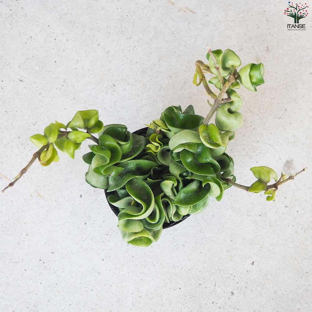 ホヤ (桜ラン) カルノーサ コンパクタ【観葉植物 3.5号ポット