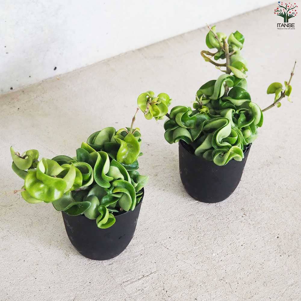 ホヤ カルノーサ コンパクタ○3.5号 観葉植物 サクララン 耐陰性