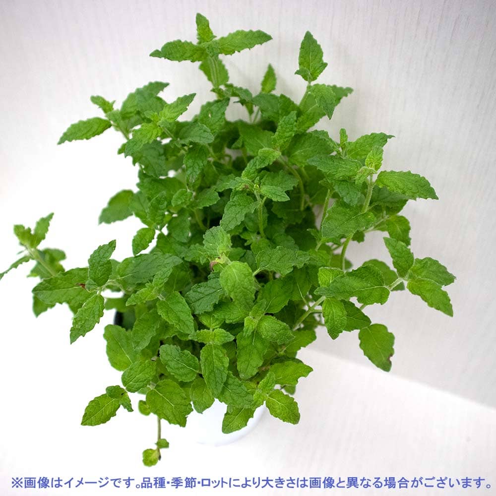 ストロベリーミント 10.5cm2個～【おうちで簡単！育てやすい10.5cmポットハーブ苗シリーズ！】