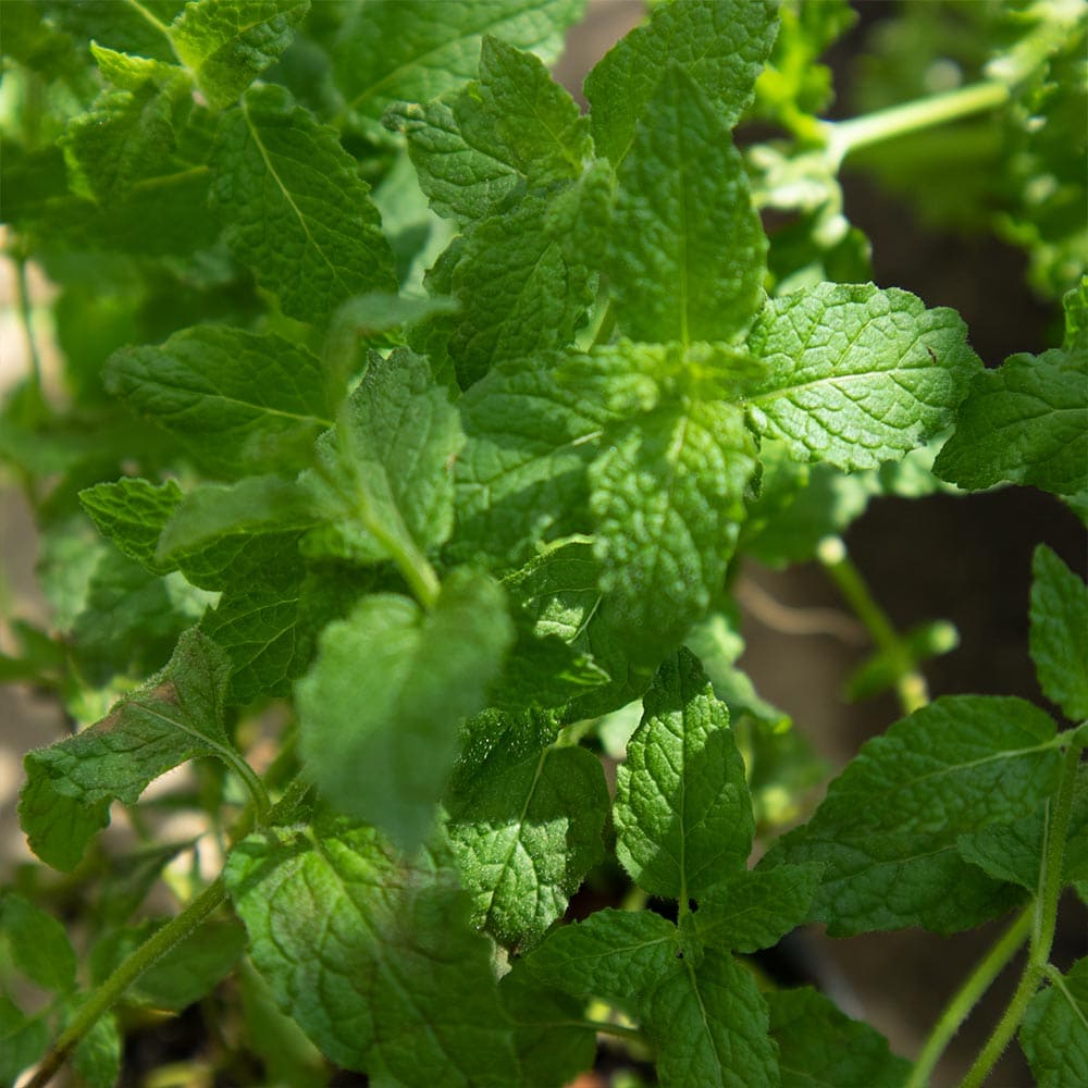 ストロベリーミント 10.5cm2個～【おうちで簡単！育てやすい10.5cmポットハーブ苗シリーズ！】
