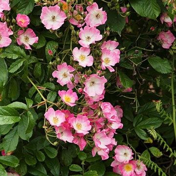 修景バラ 雅（みやび）庭園向き／管理が楽で丈夫な薔薇苗 24cmポット