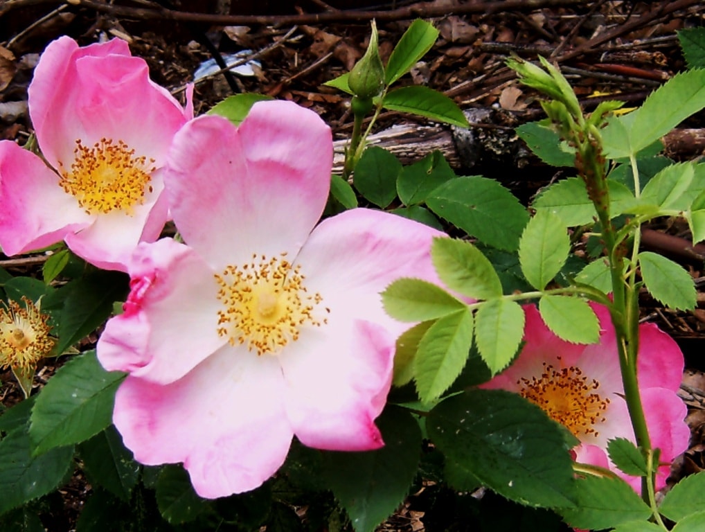 修景バラ 雅（みやび）庭園向き／管理が楽で丈夫な薔薇苗 24cmポット