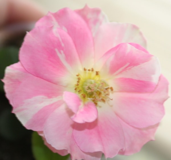 修景バラ 雅（みやび）庭園向き／管理が楽で丈夫な薔薇苗 24cmポット