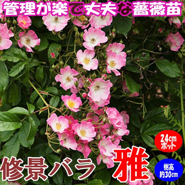修景バラ 雅（みやび）庭園向き／管理が楽で丈夫な薔薇苗 24cmポット