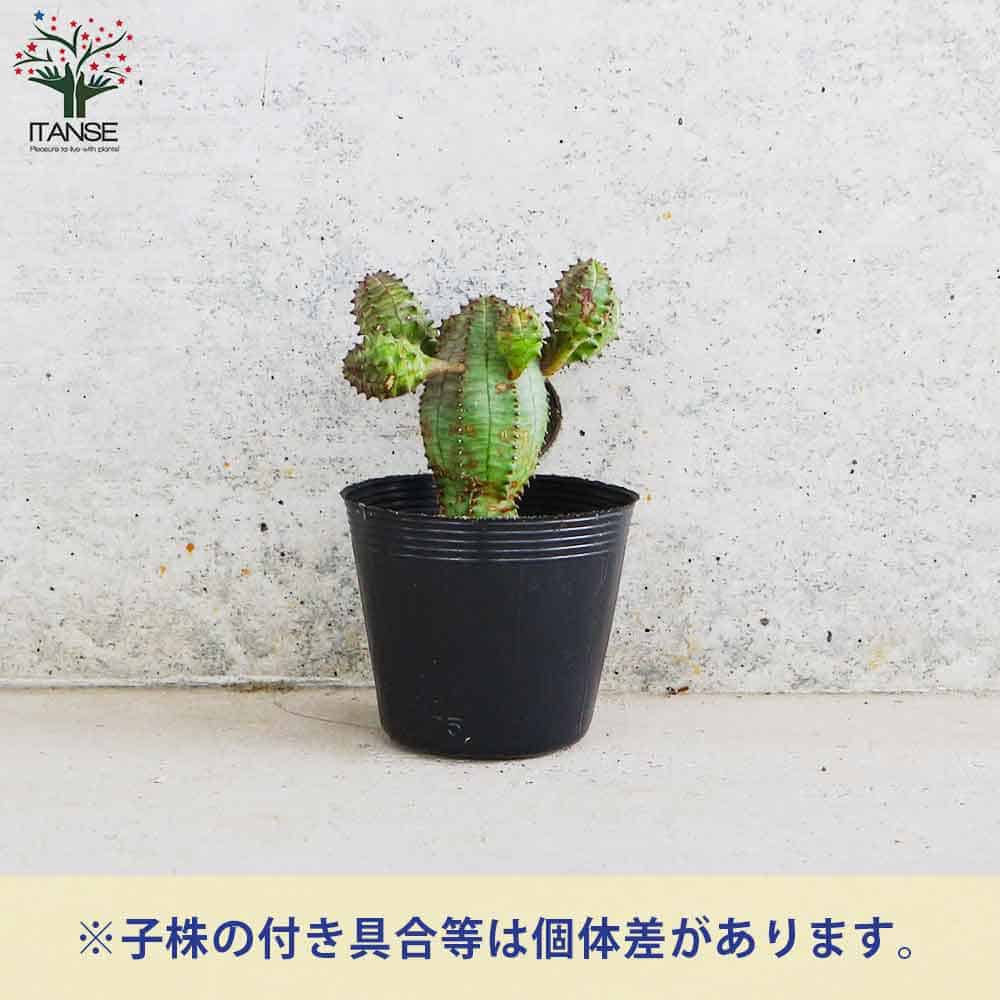 ユーフォルビア オベサブロー【多肉植物 2.5号ポット】｜ 【植物