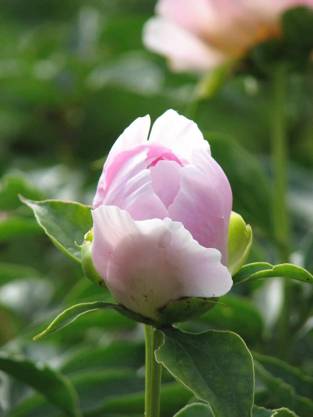 希少　最高の和バラ　激レア　難易度高め　接木苗 希少 最高の和バラ 激レア 難易度高め 接木苗 希少 最高の和