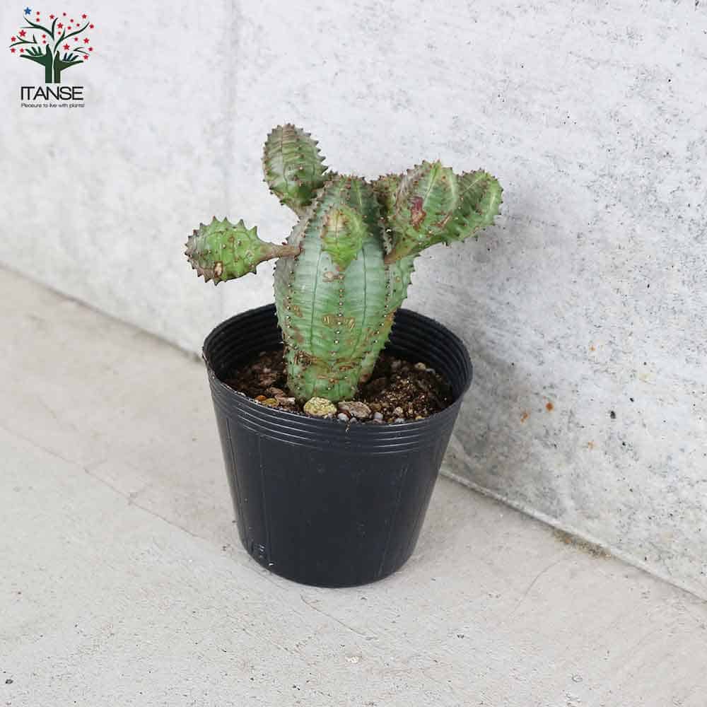 ユーフォルビア オベサブロー【多肉植物 2.5号ポット】｜ 【植物の