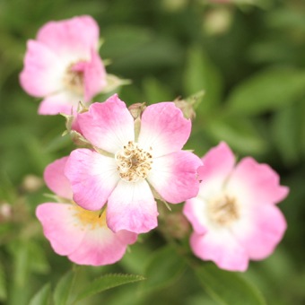 修景バラ 雅（みやび）庭園向き／管理が楽で丈夫な薔薇苗 24cmポット