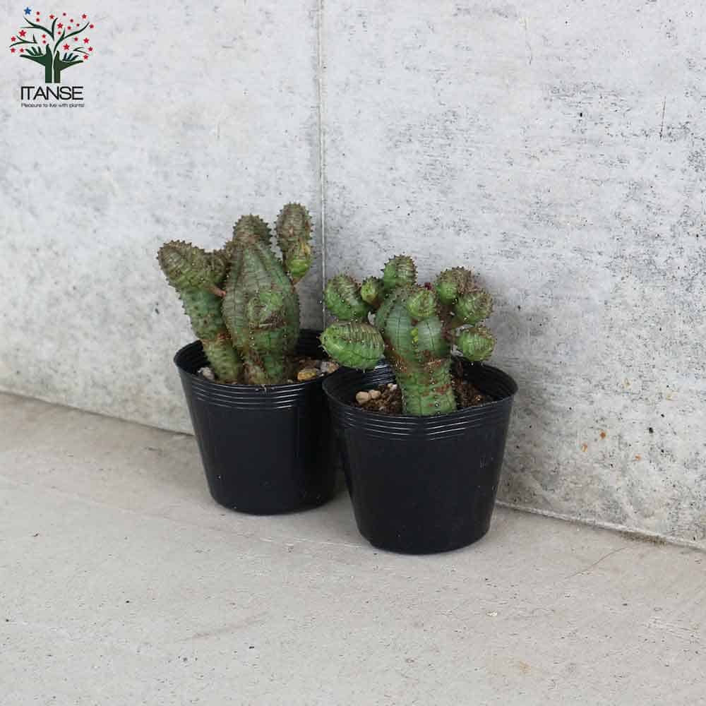 ユーフォルビア オベサブロー【多肉植物 2.5号ポット】｜ 【植物の