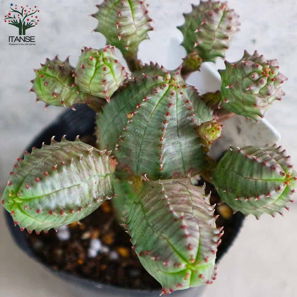 ユーフォルビア オベサブロー【多肉植物 2.5号ポット】｜ 【植物の