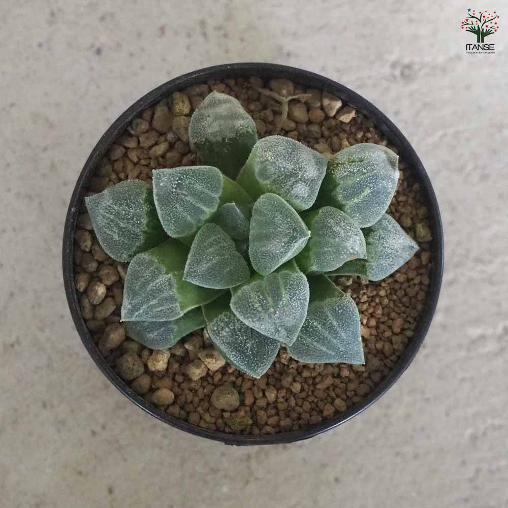 青緑色の多肉植物*2 青緑色の多肉植物*2 多肉植物の種類図鑑｜名前や花