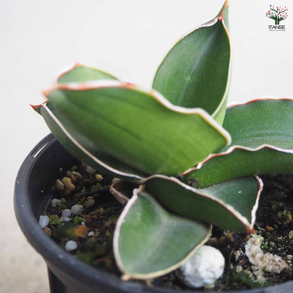 サンスベリア サムライドワーフ 【観葉植物 3号鉢】｜ 【植物の