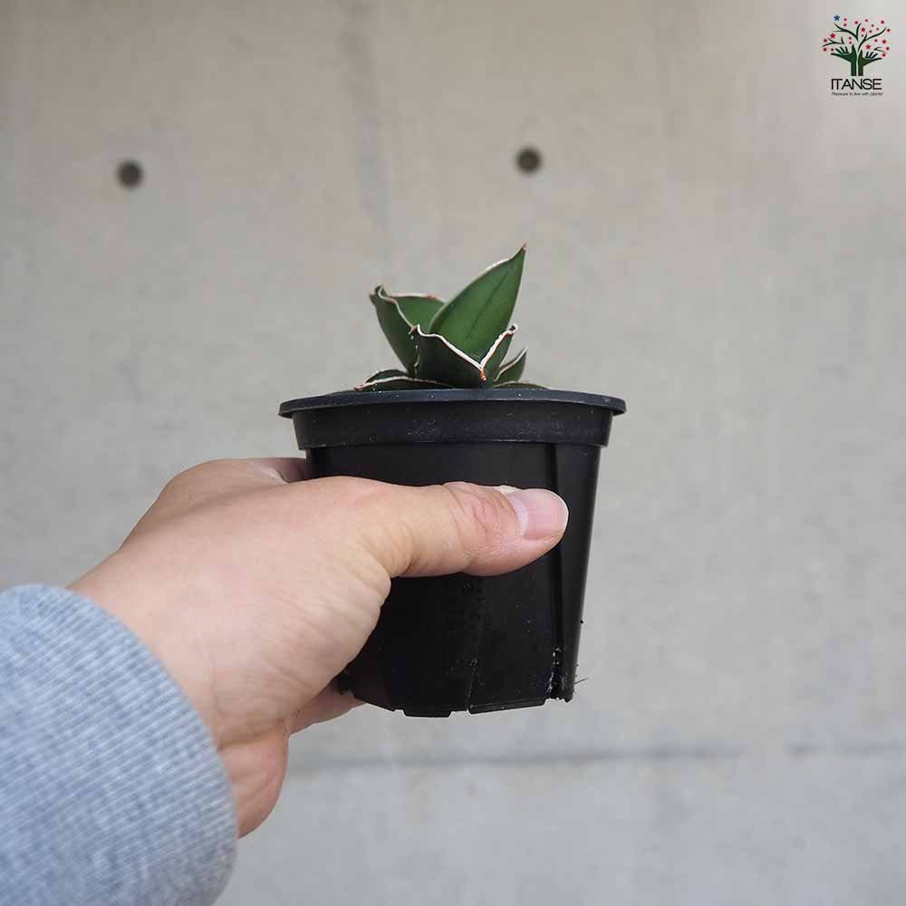 サンスベリア サムライドワーフ 【観葉植物 3号鉢】｜ 【植物の