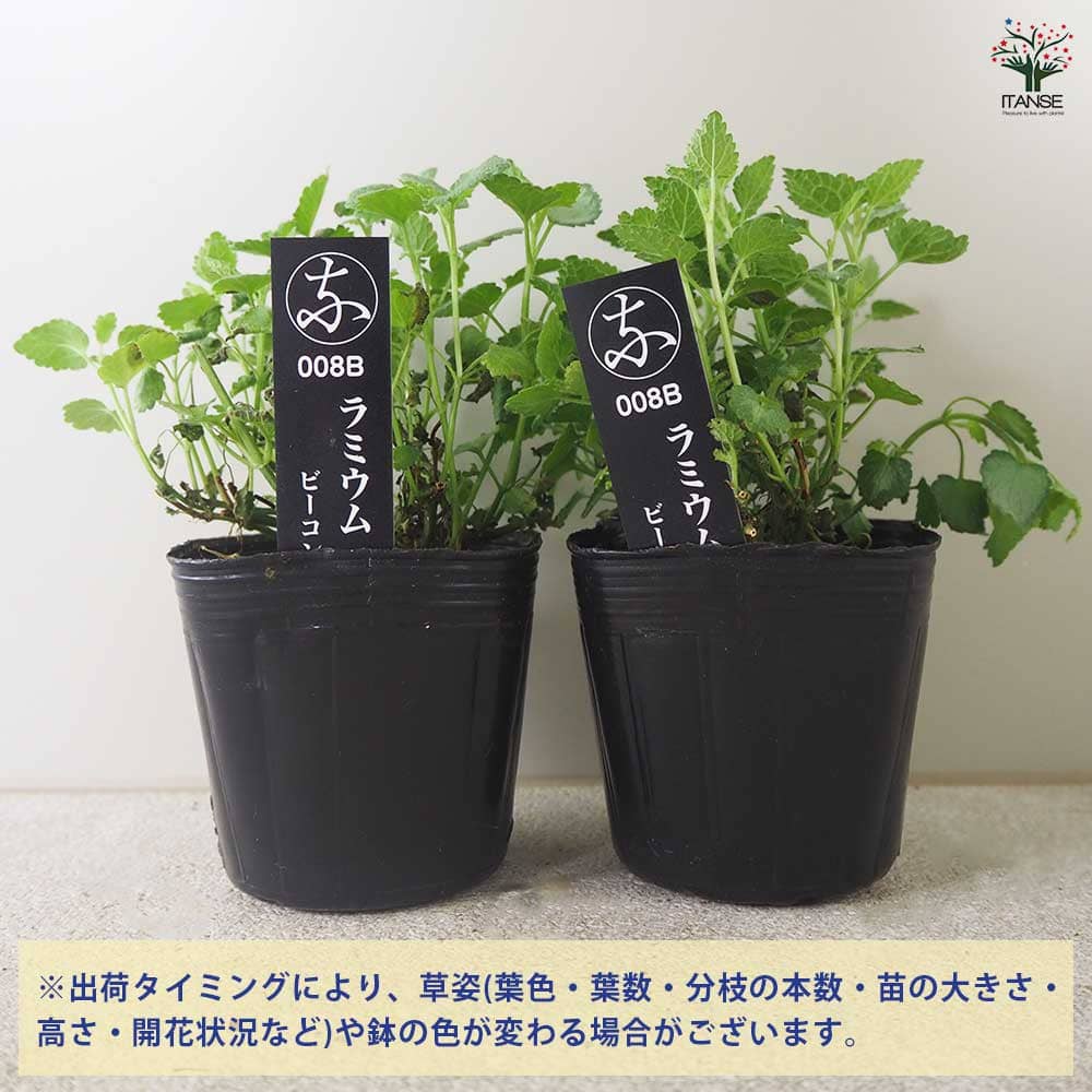 ラミウム ビーコンシルバー 【花苗 3号ポット】｜ 【植物の